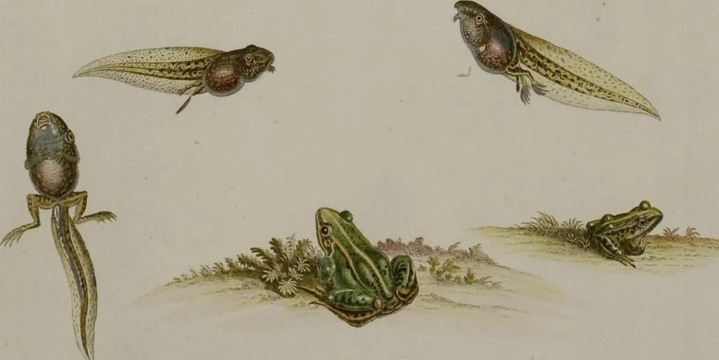 An illustration from Historia Natvralis Ranarvm Nostrativm in qua omnes earum proprietates / Die natürliche Historie der Frösche hiesigen Landes, 1758, leaf 160