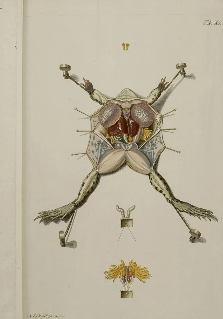 An illustration from Historia Natvralis Ranarvm Nostrativm in qua omnes earum proprietates / Die natürliche Historie der Frösche hiesigen Landes, 1758, leaf 162
