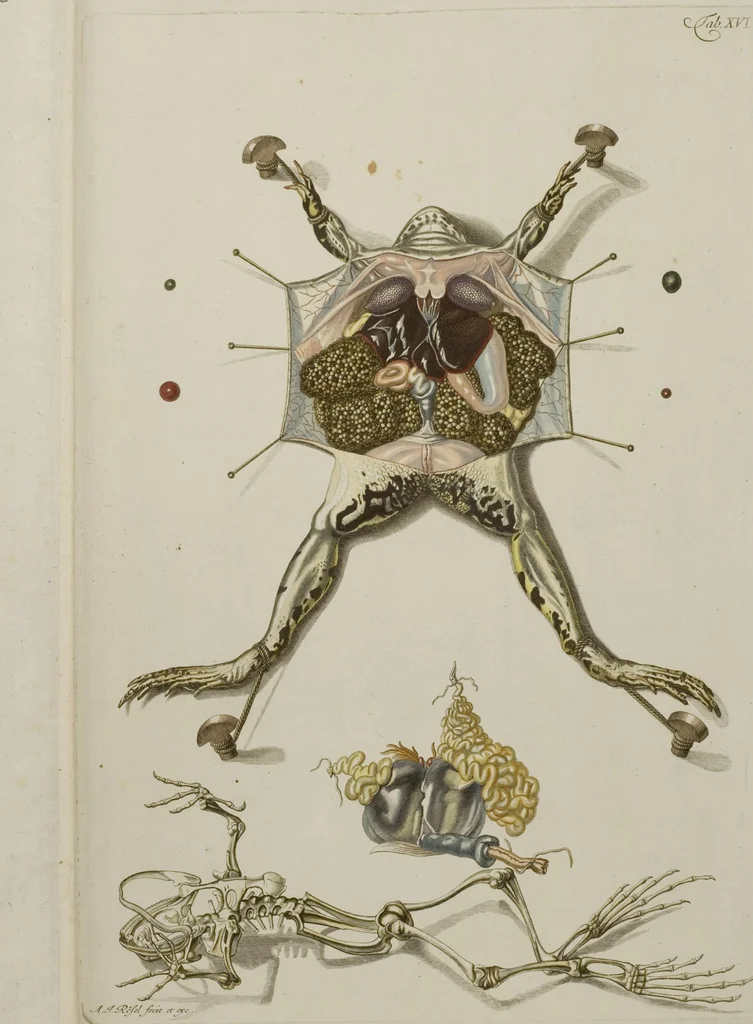 An illustration from Historia Natvralis Ranarvm Nostrativm in qua omnes earum proprietates / Die natürliche Historie der Frösche hiesigen Landes, 1758, leaf 164