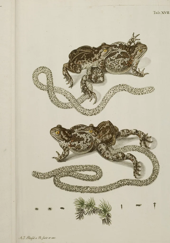 An illustration from Historia Natvralis Ranarvm Nostrativm in qua omnes earum proprietates / Die natürliche Historie der Frösche hiesigen Landes, 1758, leaf 166