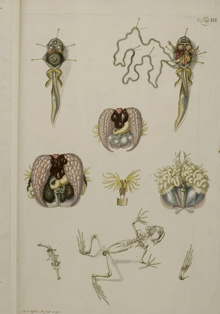 An illustration from Historia Natvralis Ranarvm Nostrativm in qua omnes earum proprietates / Die natürliche Historie der Frösche hiesigen Landes, 1758, leaf 170