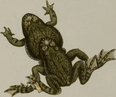 An illustration from Historia Natvralis Ranarvm Nostrativm in qua omnes earum proprietates / Die natürliche Historie der Frösche hiesigen Landes, 1758, leaf 176