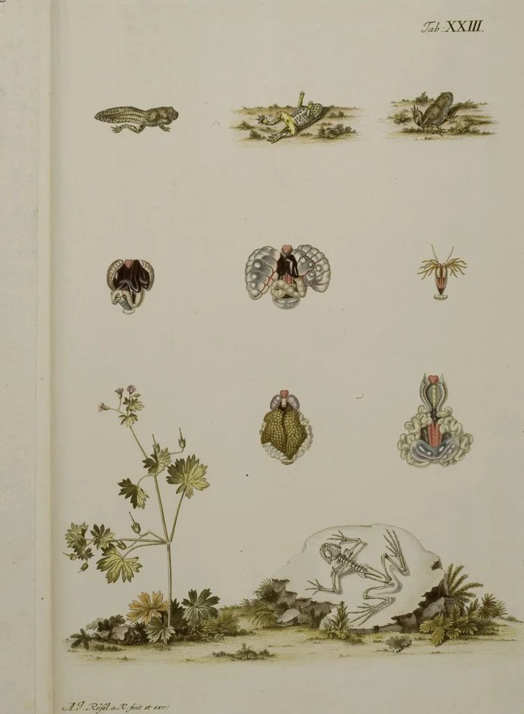 An illustration from Historia Natvralis Ranarvm Nostrativm in qua omnes earum proprietates / Die natürliche Historie der Frösche hiesigen Landes, 1758, leaf 178