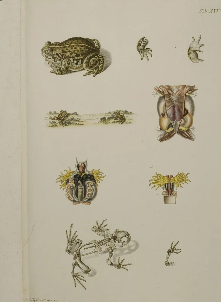 An illustration from Historia Natvralis Ranarvm Nostrativm in qua omnes earum proprietates / Die natürliche Historie der Frösche hiesigen Landes, 1758, leaf 180