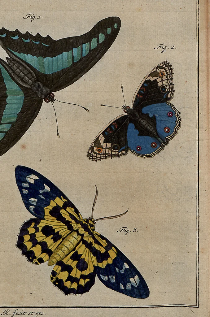 An illustration from (Band 4): ... in welchem auser verschiedenen in- und ausländischen Insecten, auch die hiesige grosse Kreutz-Spinne nach ihrem Ursprung, Wachsthum und andern wunderbaren Eigenschaften, aus eigener Erfahrung beschrieben und in 40. sauber illuminirten Kupfern nach dem Leben abgebildet und vorgestellet worden vo: nebst einer zuverläßigen Nachricht von den Lebensumständen des seel. Verfassers, 1761, leaf 107