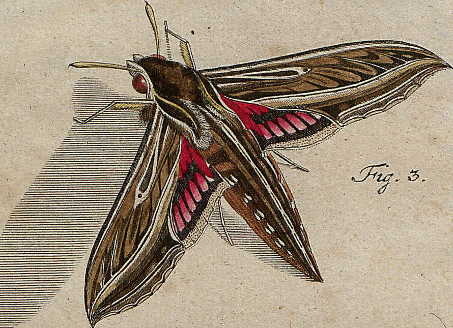 An illustration from (Band 4): ... in welchem auser verschiedenen in- und ausländischen Insecten, auch die hiesige grosse Kreutz-Spinne nach ihrem Ursprung, Wachsthum und andern wunderbaren Eigenschaften, aus eigener Erfahrung beschrieben und in 40. sauber illuminirten Kupfern nach dem Leben abgebildet und vorgestellet worden vo: nebst einer zuverläßigen Nachricht von den Lebensumständen des seel. Verfassers, 1761, leaf 121
