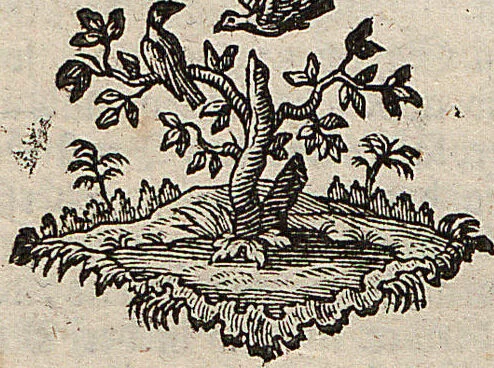 An illustration from (Band 4): ... in welchem auser verschiedenen in- und ausländischen Insecten, auch die hiesige grosse Kreutz-Spinne nach ihrem Ursprung, Wachsthum und andern wunderbaren Eigenschaften, aus eigener Erfahrung beschrieben und in 40. sauber illuminirten Kupfern nach dem Leben abgebildet und vorgestellet worden vo: nebst einer zuverläßigen Nachricht von den Lebensumständen des seel. Verfassers, 1761, leaf 160
