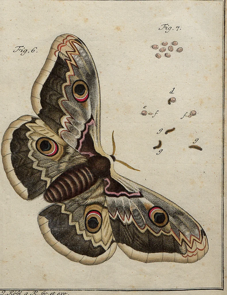 An illustration from (Band 4): ... in welchem auser verschiedenen in- und ausländischen Insecten, auch die hiesige grosse Kreutz-Spinne nach ihrem Ursprung, Wachsthum und andern wunderbaren Eigenschaften, aus eigener Erfahrung beschrieben und in 40. sauber illuminirten Kupfern nach dem Leben abgebildet und vorgestellet worden vo: nebst einer zuverläßigen Nachricht von den Lebensumständen des seel. Verfassers, 1761, leaf 194