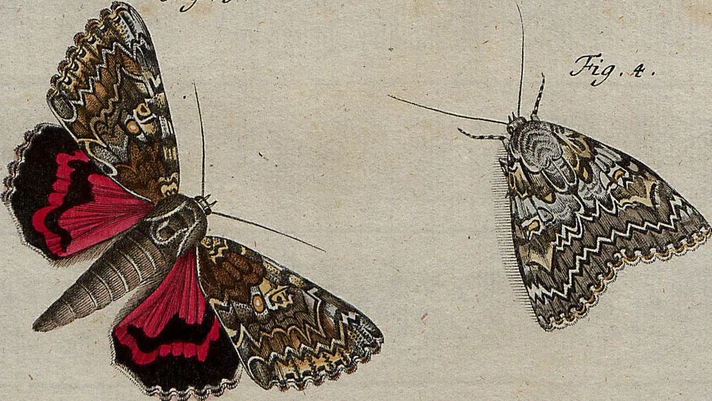 An illustration from (Band 4): ... in welchem auser verschiedenen in- und ausländischen Insecten, auch die hiesige grosse Kreutz-Spinne nach ihrem Ursprung, Wachsthum und andern wunderbaren Eigenschaften, aus eigener Erfahrung beschrieben und in 40. sauber illuminirten Kupfern nach dem Leben abgebildet und vorgestellet worden vo: nebst einer zuverläßigen Nachricht von den Lebensumständen des seel. Verfassers, 1761, leaf 216