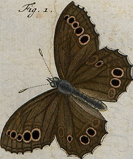 An illustration from (Band 4): ... in welchem auser verschiedenen in- und ausländischen Insecten, auch die hiesige grosse Kreutz-Spinne nach ihrem Ursprung, Wachsthum und andern wunderbaren Eigenschaften, aus eigener Erfahrung beschrieben und in 40. sauber illuminirten Kupfern nach dem Leben abgebildet und vorgestellet worden vo: nebst einer zuverläßigen Nachricht von den Lebensumständen des seel. Verfassers, 1761, leaf 318