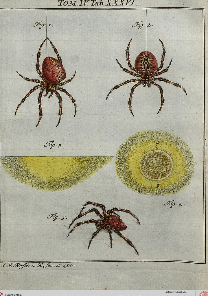 An illustration from (Band 4): ... in welchem auser verschiedenen in- und ausländischen Insecten, auch die hiesige grosse Kreutz-Spinne nach ihrem Ursprung, Wachsthum und andern wunderbaren Eigenschaften, aus eigener Erfahrung beschrieben und in 40. sauber illuminirten Kupfern nach dem Leben abgebildet und vorgestellet worden vo: nebst einer zuverläßigen Nachricht von den Lebensumständen des seel. Verfassers, 1761, leaf 337