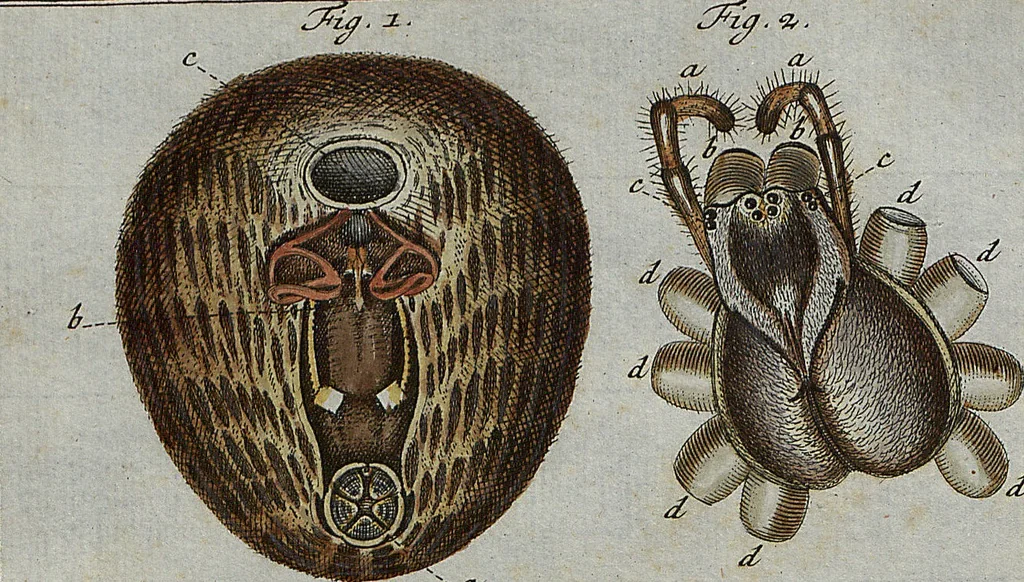 An illustration from (Band 4): ... in welchem auser verschiedenen in- und ausländischen Insecten, auch die hiesige grosse Kreutz-Spinne nach ihrem Ursprung, Wachsthum und andern wunderbaren Eigenschaften, aus eigener Erfahrung beschrieben und in 40. sauber illuminirten Kupfern nach dem Leben abgebildet und vorgestellet worden vo: nebst einer zuverläßigen Nachricht von den Lebensumständen des seel. Verfassers, 1761, leaf 338