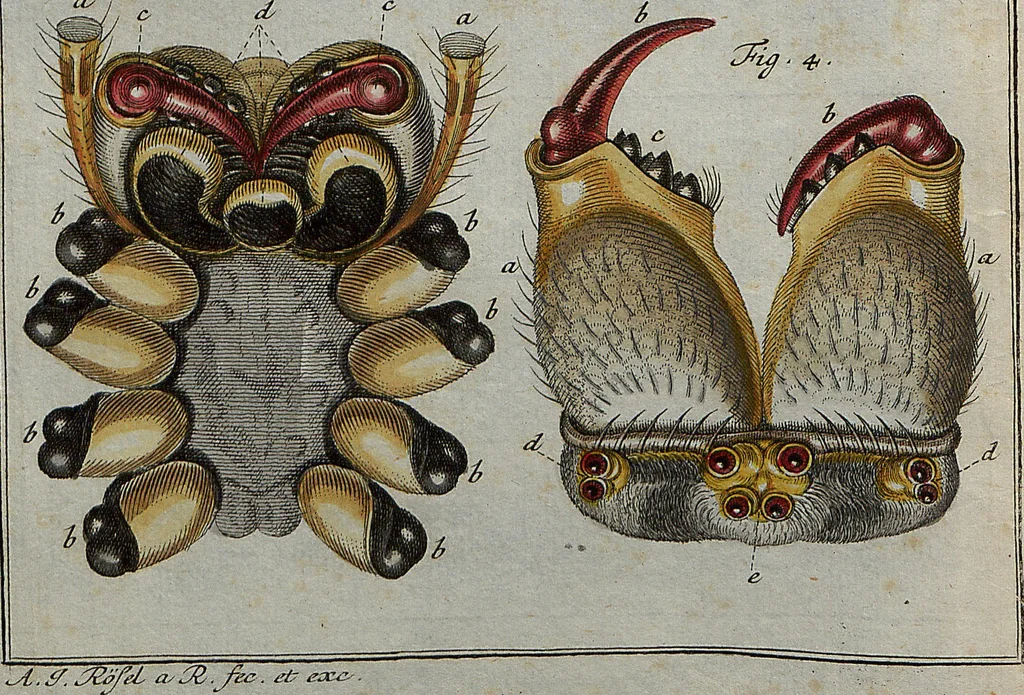 An illustration from (Band 4): ... in welchem auser verschiedenen in- und ausländischen Insecten, auch die hiesige grosse Kreutz-Spinne nach ihrem Ursprung, Wachsthum und andern wunderbaren Eigenschaften, aus eigener Erfahrung beschrieben und in 40. sauber illuminirten Kupfern nach dem Leben abgebildet und vorgestellet worden vo: nebst einer zuverläßigen Nachricht von den Lebensumständen des seel. Verfassers, 1761, leaf 338