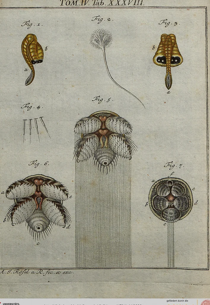 An illustration from (Band 4): ... in welchem auser verschiedenen in- und ausländischen Insecten, auch die hiesige grosse Kreutz-Spinne nach ihrem Ursprung, Wachsthum und andern wunderbaren Eigenschaften, aus eigener Erfahrung beschrieben und in 40. sauber illuminirten Kupfern nach dem Leben abgebildet und vorgestellet worden vo: nebst einer zuverläßigen Nachricht von den Lebensumständen des seel. Verfassers, 1761, leaf 339