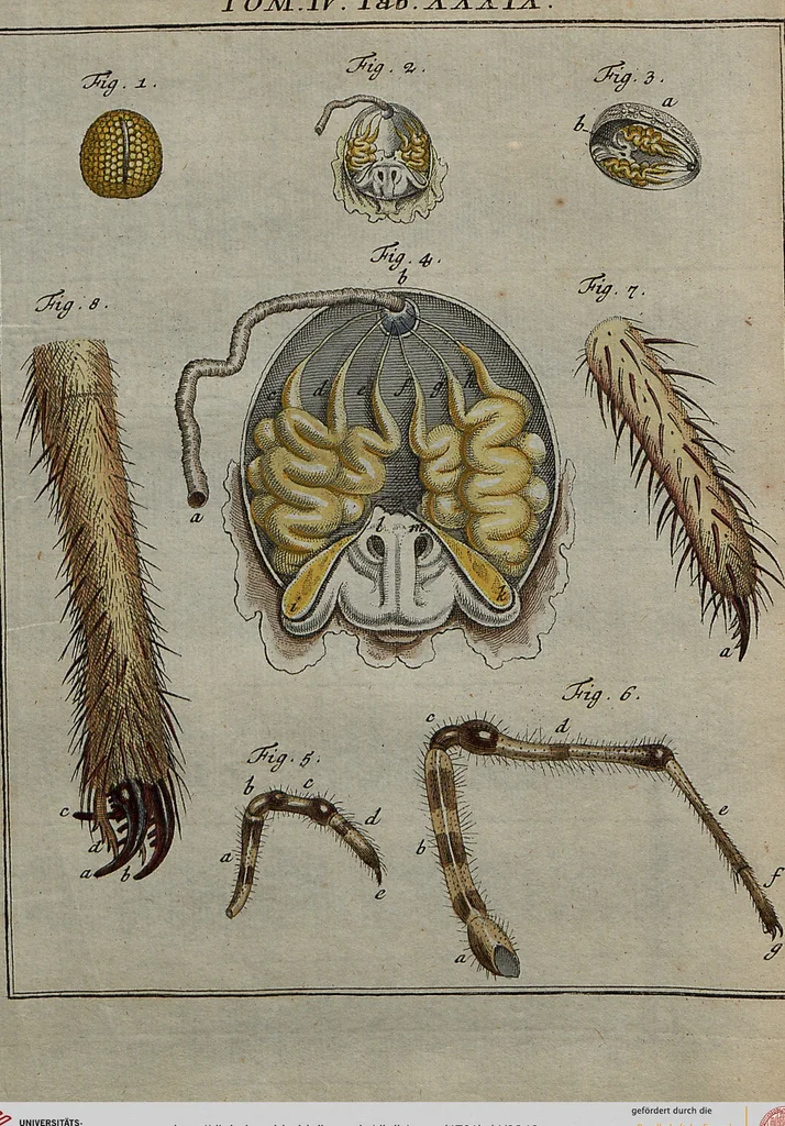 An illustration from (Band 4): ... in welchem auser verschiedenen in- und ausländischen Insecten, auch die hiesige grosse Kreutz-Spinne nach ihrem Ursprung, Wachsthum und andern wunderbaren Eigenschaften, aus eigener Erfahrung beschrieben und in 40. sauber illuminirten Kupfern nach dem Leben abgebildet und vorgestellet worden vo: nebst einer zuverläßigen Nachricht von den Lebensumständen des seel. Verfassers, 1761, leaf 340