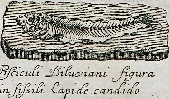 An illustration from Piscium Querelae Et Vindiciae, 1708, leaf 18