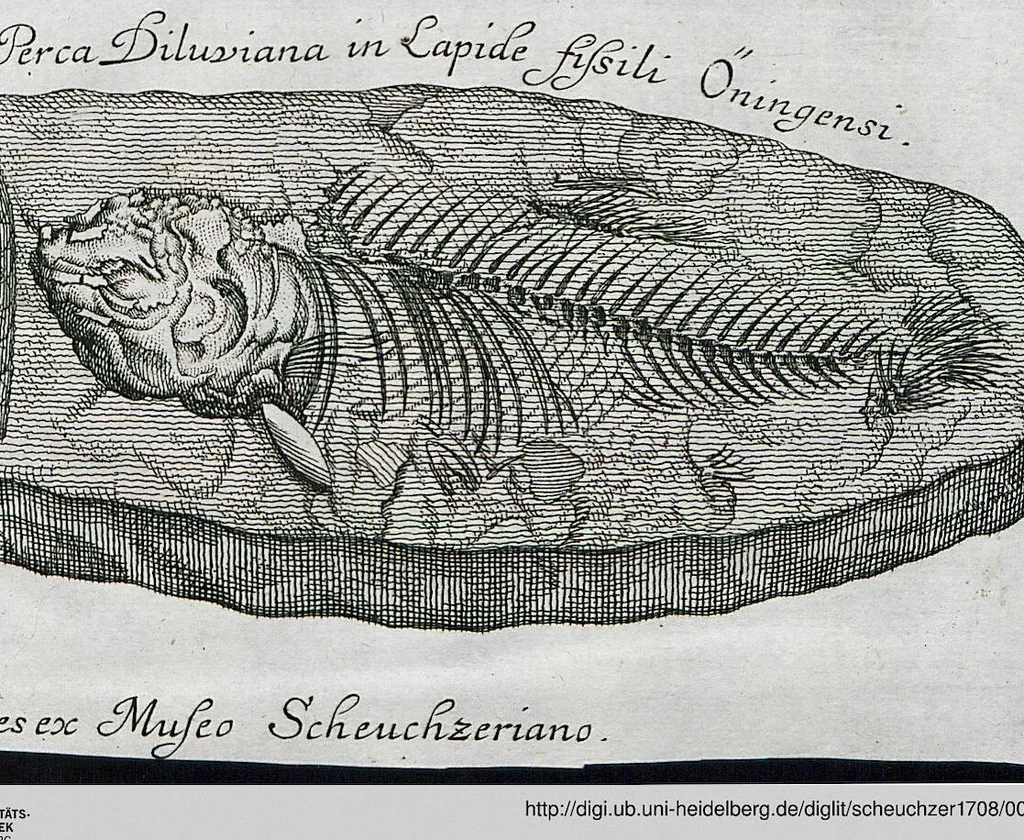 An illustration from Piscium Querelae Et Vindiciae, 1708, leaf 20