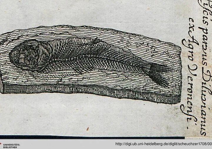 An illustration from Piscium Querelae Et Vindiciae, 1708, leaf 21