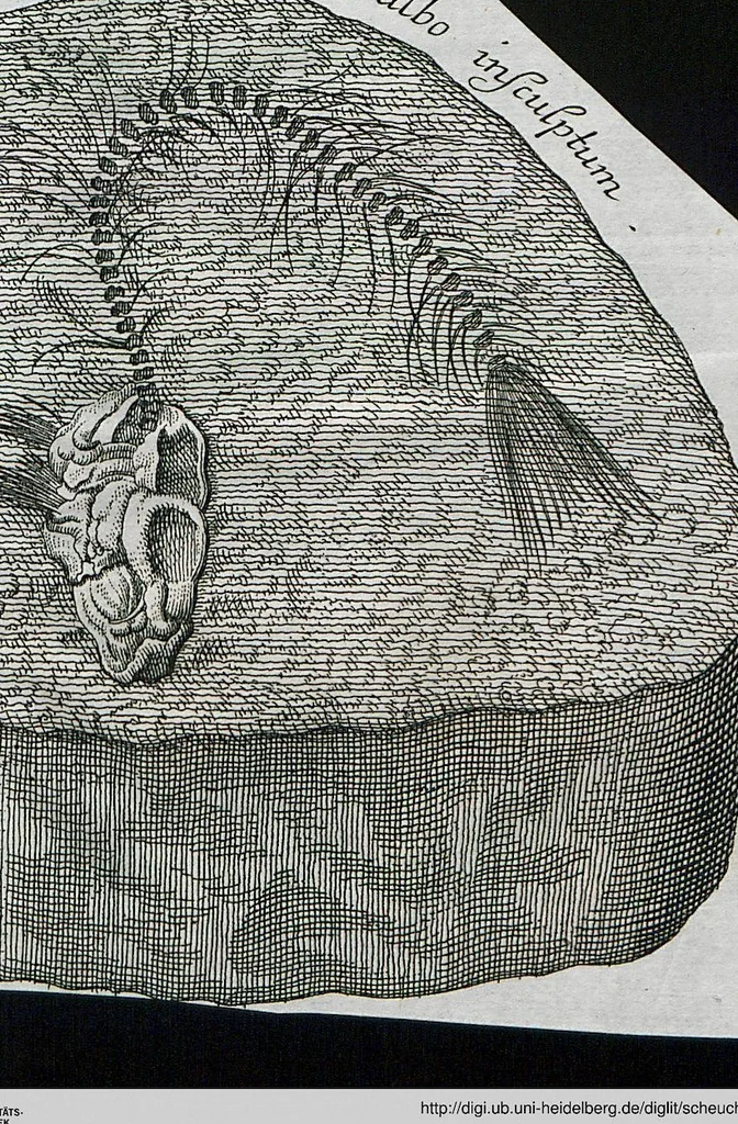 An illustration from Piscium Querelae Et Vindiciae, 1708, leaf 27