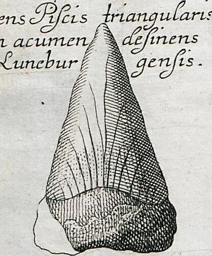 An illustration from Piscium Querelae Et Vindiciae, 1708, leaf 32