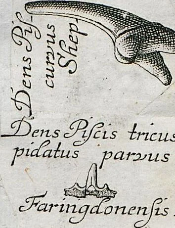 An illustration from Piscium Querelae Et Vindiciae, 1708, leaf 34