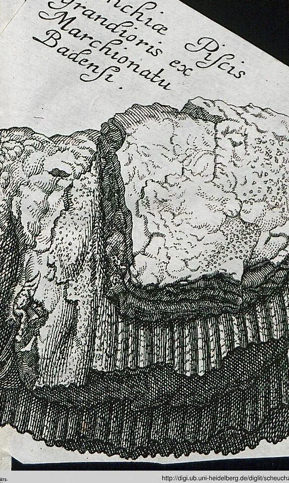 An illustration from Piscium Querelae Et Vindiciae, 1708, leaf 35