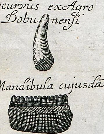 An illustration from Piscium Querelae Et Vindiciae, 1708, leaf 36