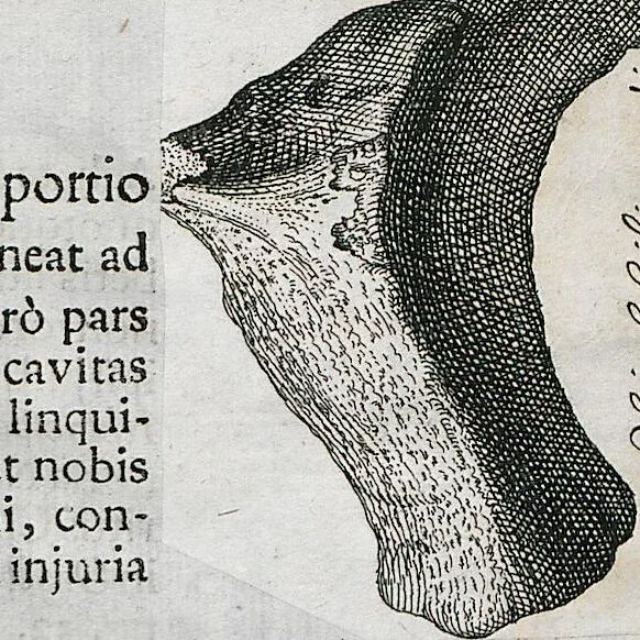 An illustration from Piscium Querelae Et Vindiciae, 1708, leaf 37