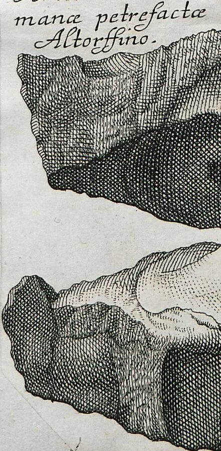An illustration from Piscium Querelae Et Vindiciae, 1708, leaf 37