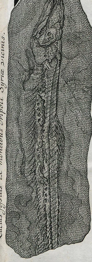 An illustration from Piscium Querelae Et Vindiciae, 1708, leaf 39