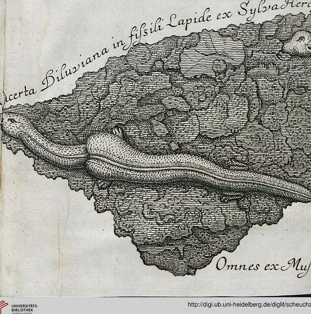 An illustration from Piscium Querelae Et Vindiciae, 1708, leaf 51