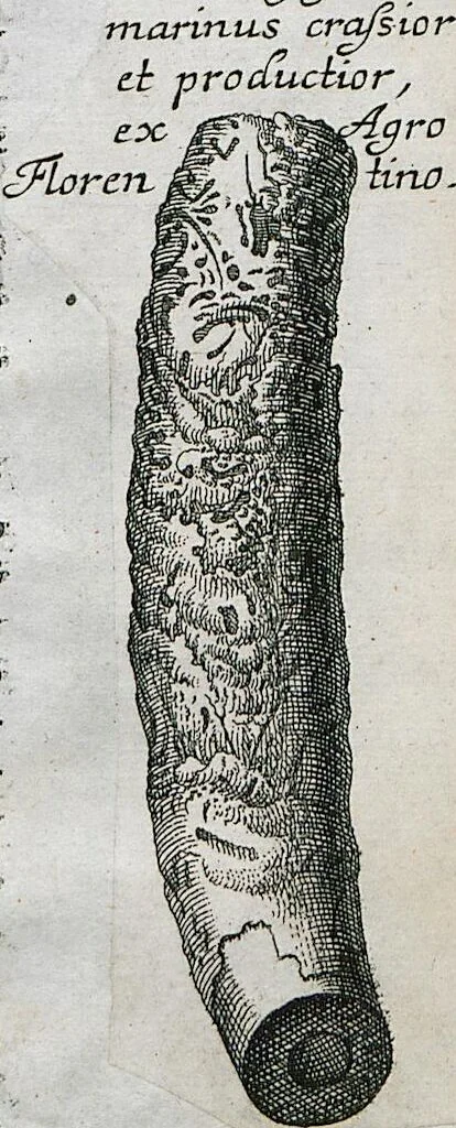 An illustration from Piscium Querelae Et Vindiciae, 1708, leaf 54