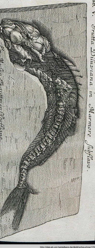An illustration from Piscium Querelae Et Vindiciae, 1708, leaf 59