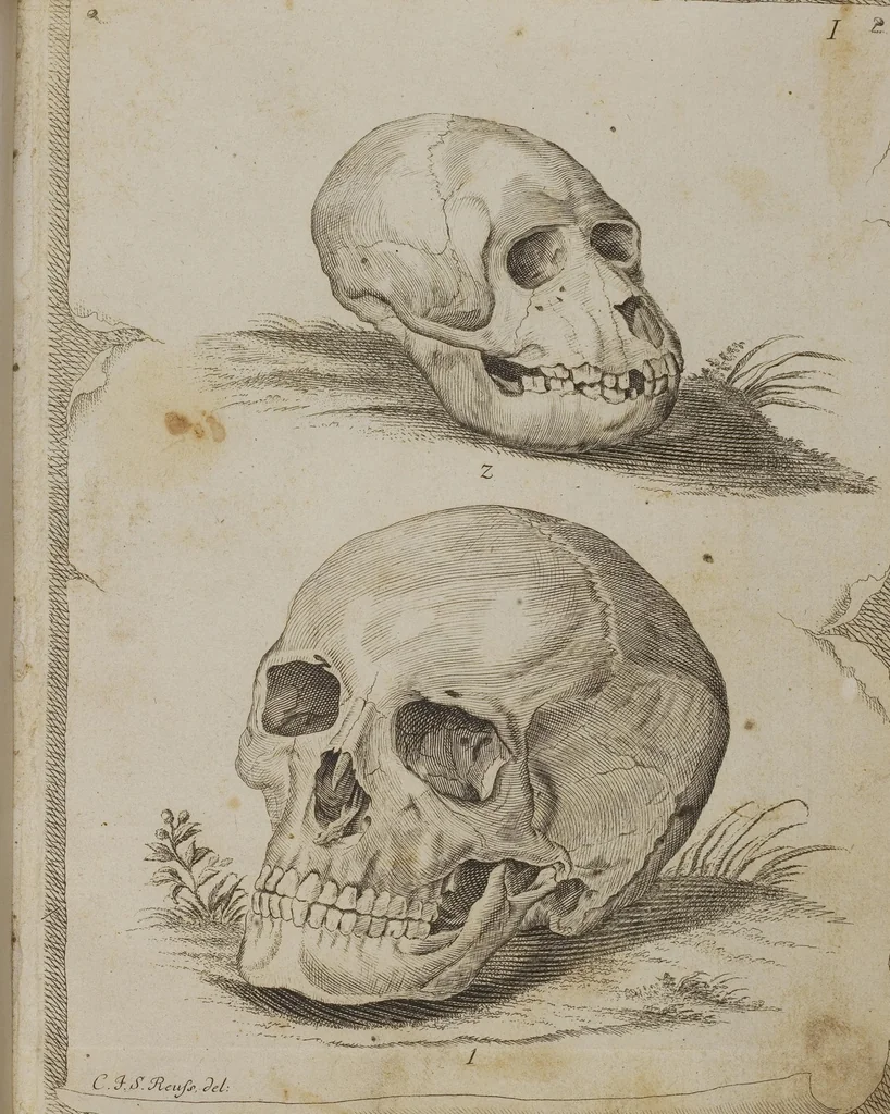 An illustration from (Tafelband 1): Theil 1 - 3 und Supplement 1 u. 2: Taf. I - CLXV, 1775, leaf 1