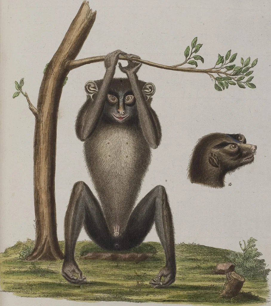An illustration from (Tafelband 1): Theil 1 - 3 und Supplement 1 u. 2: Taf. I - CLXV, 1775, leaf 101
