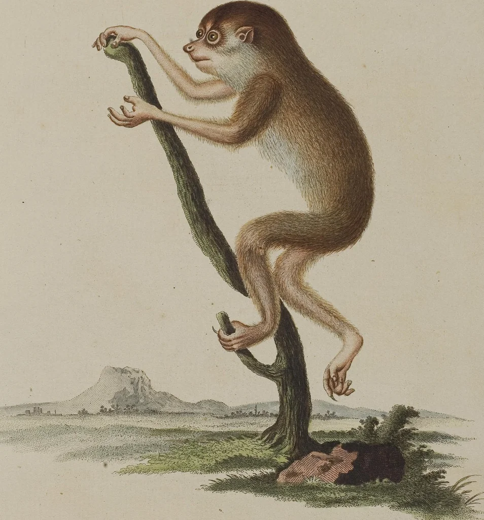 An illustration from (Tafelband 1): Theil 1 - 3 und Supplement 1 u. 2: Taf. I - CLXV, 1775, leaf 102