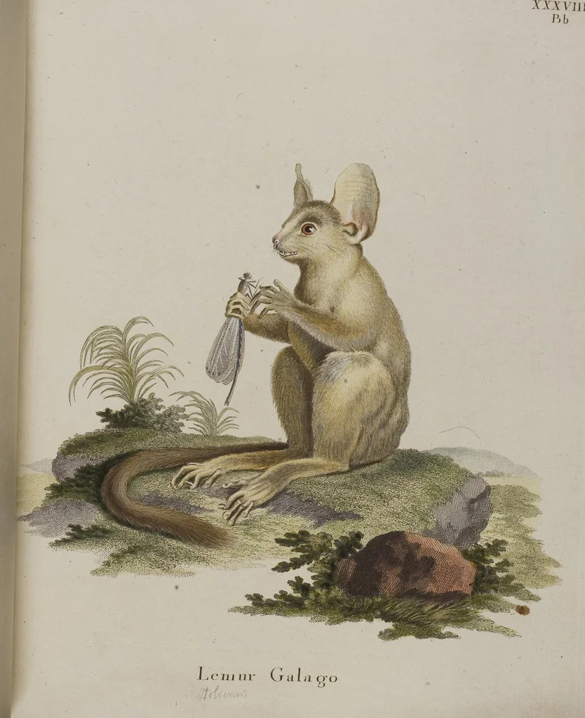 An illustration from (Tafelband 1): Theil 1 - 3 und Supplement 1 u. 2: Taf. I - CLXV, 1775, leaf 104