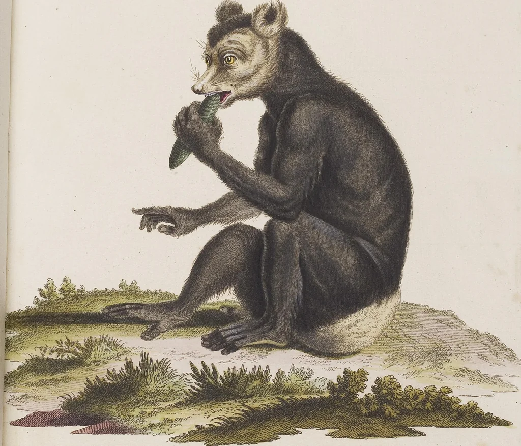 An illustration from (Tafelband 1): Theil 1 - 3 und Supplement 1 u. 2: Taf. I - CLXV, 1775, leaf 105
