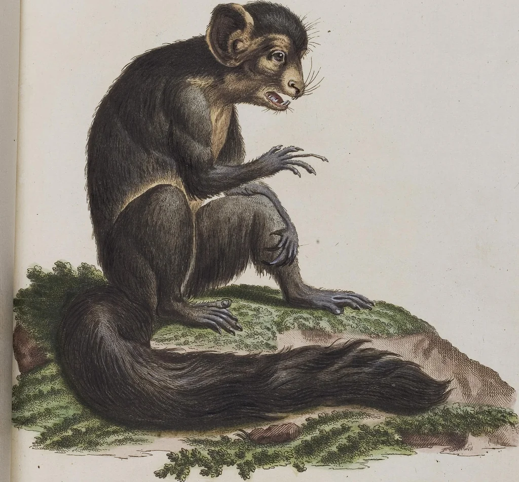 An illustration from (Tafelband 1): Theil 1 - 3 und Supplement 1 u. 2: Taf. I - CLXV, 1775, leaf 107