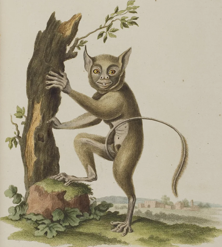 An illustration from (Tafelband 1): Theil 1 - 3 und Supplement 1 u. 2: Taf. I - CLXV, 1775, leaf 108