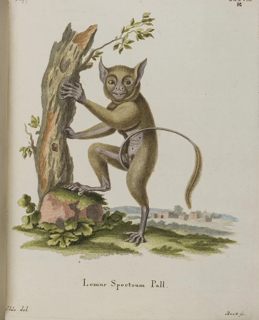 An illustration from (Tafelband 1): Theil 1 - 3 und Supplement 1 u. 2: Taf. I - CLXV, 1775, leaf 109