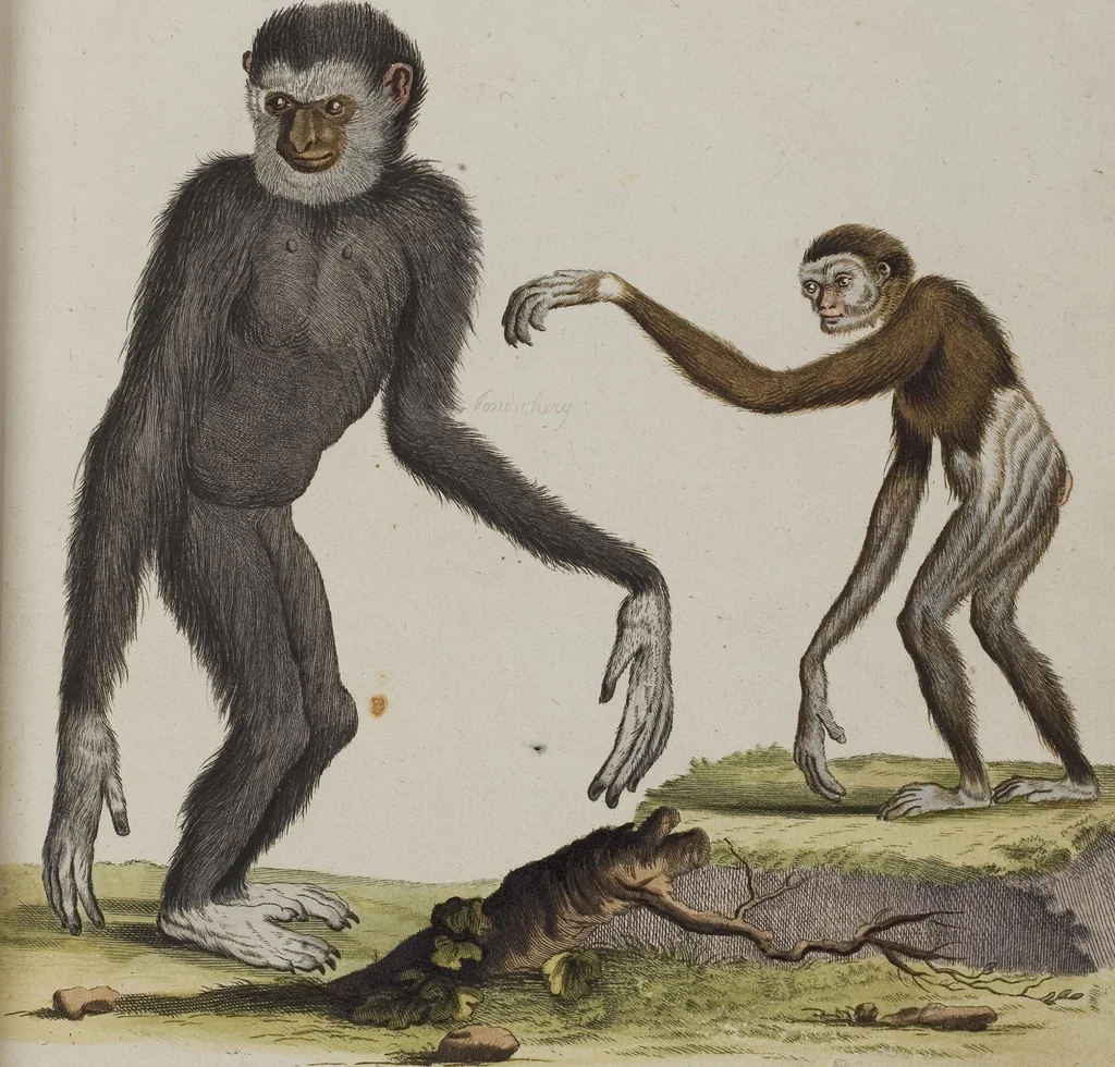 An illustration from (Tafelband 1): Theil 1 - 3 und Supplement 1 u. 2: Taf. I - CLXV, 1775, leaf 11