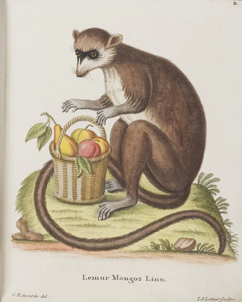 An illustration from (Tafelband 1): Theil 1 - 3 und Supplement 1 u. 2: Taf. I - CLXV, 1775, leaf 111