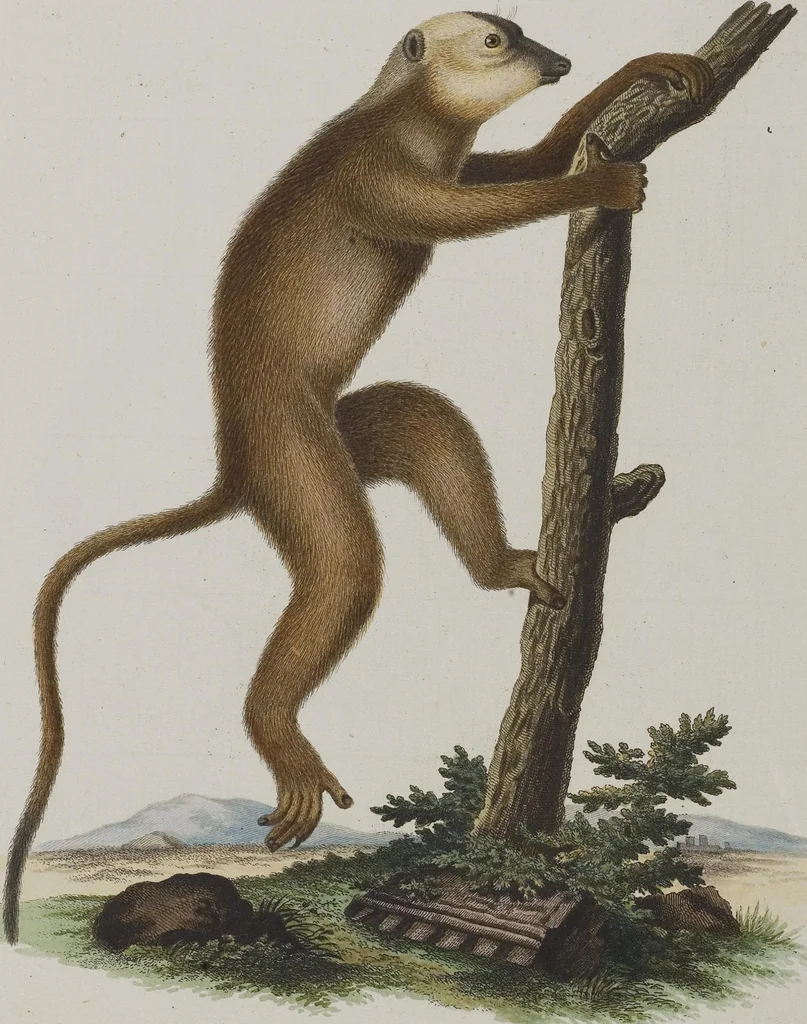 An illustration from (Tafelband 1): Theil 1 - 3 und Supplement 1 u. 2: Taf. I - CLXV, 1775, leaf 112