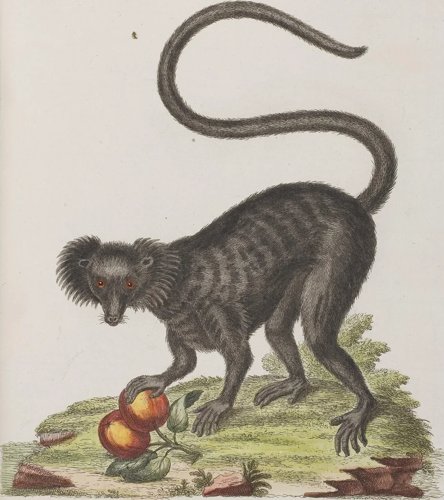 An illustration from (Tafelband 1): Theil 1 - 3 und Supplement 1 u. 2: Taf. I - CLXV, 1775, leaf 114