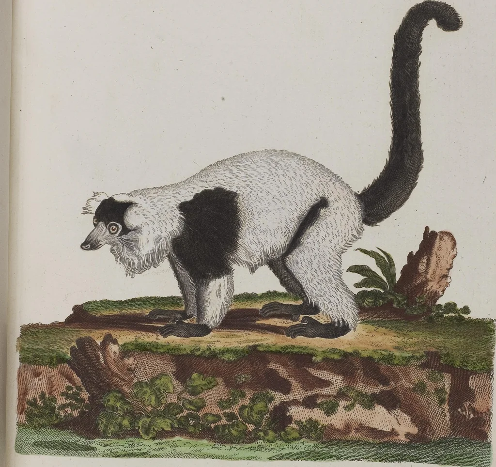 An illustration from (Tafelband 1): Theil 1 - 3 und Supplement 1 u. 2: Taf. I - CLXV, 1775, leaf 115