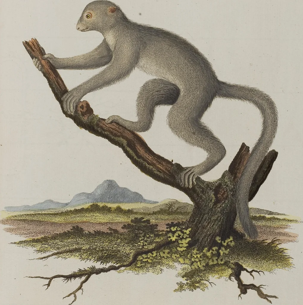 An illustration from (Tafelband 1): Theil 1 - 3 und Supplement 1 u. 2: Taf. I - CLXV, 1775, leaf 116