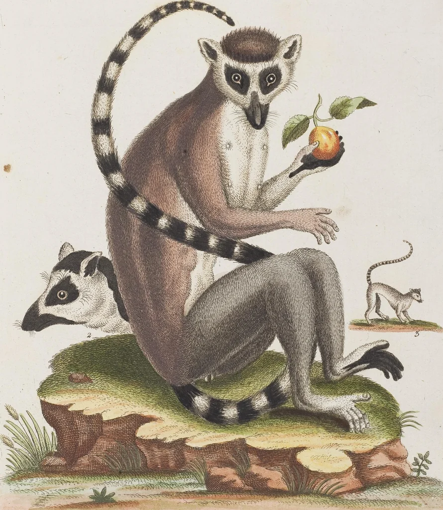 An illustration from (Tafelband 1): Theil 1 - 3 und Supplement 1 u. 2: Taf. I - CLXV, 1775, leaf 118