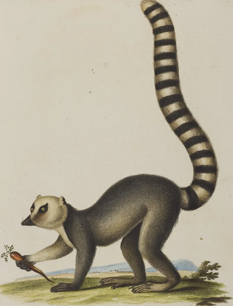 An illustration from (Tafelband 1): Theil 1 - 3 und Supplement 1 u. 2: Taf. I - CLXV, 1775, leaf 119