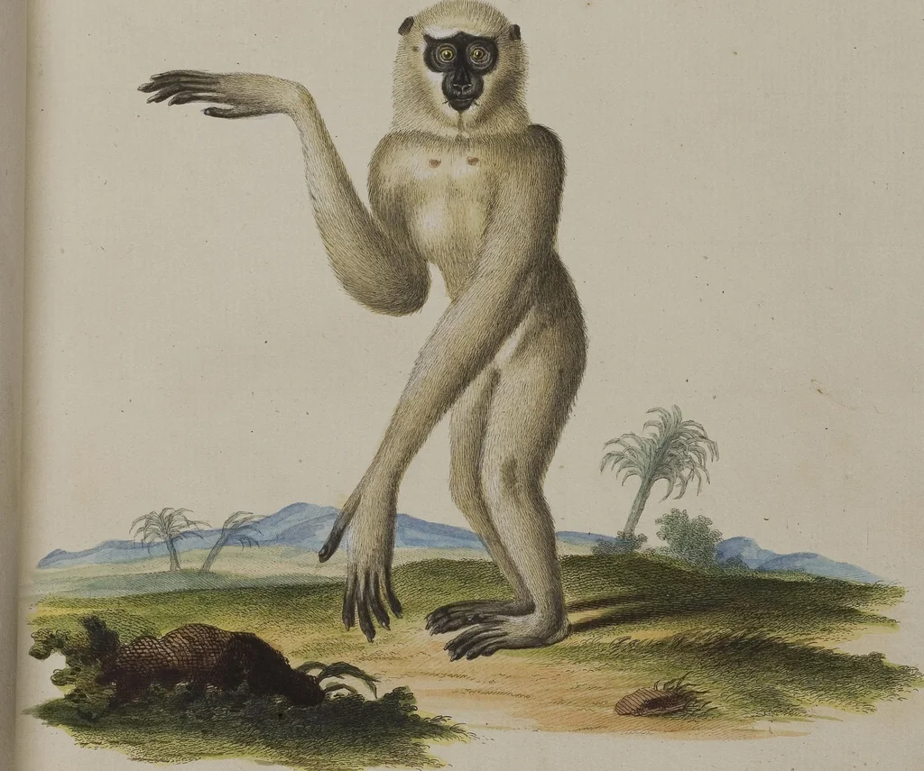 An illustration from (Tafelband 1): Theil 1 - 3 und Supplement 1 u. 2: Taf. I - CLXV, 1775, leaf 12